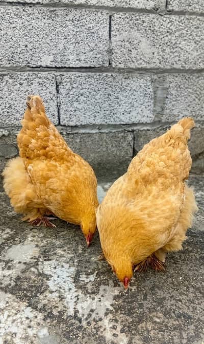 Golden buff fancy hens