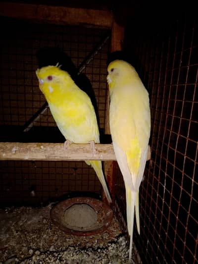 red eyes breeder paired