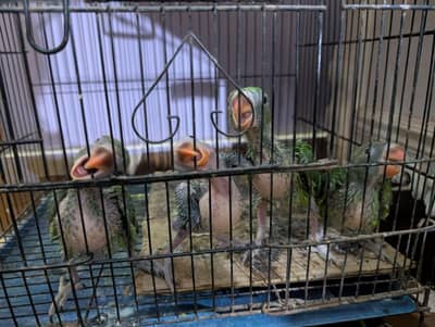 green ring neck baby