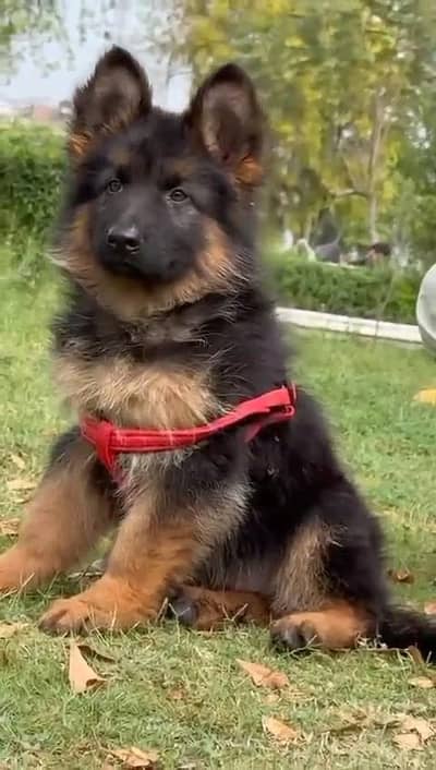 German shepherd puppies  double cot my WhatsApp number 034o729o94o