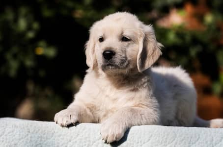 Golden Retriever Puppies | Dog Puppy for sale