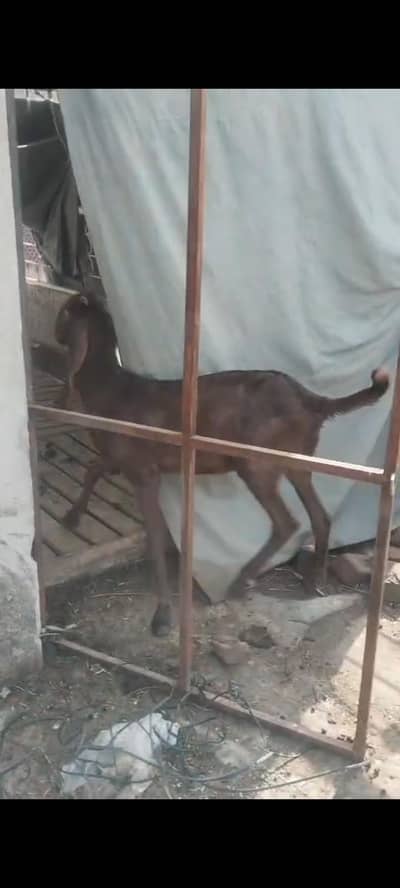 goat for sale