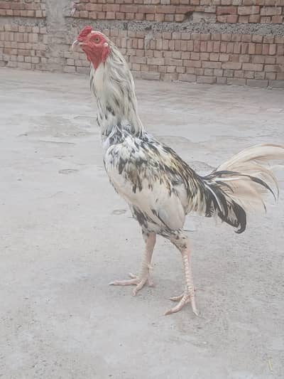 8k price active pair cheena mail lasaani female