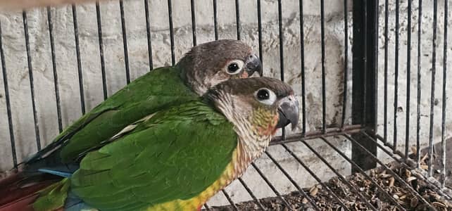 conure parrot