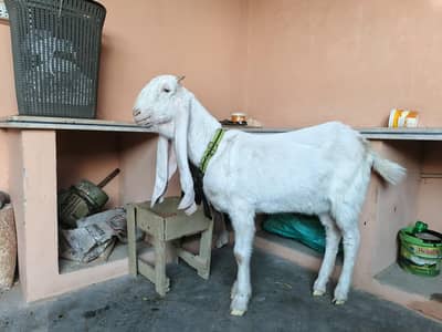 Gulabi Bakri for Sale  2 Daant