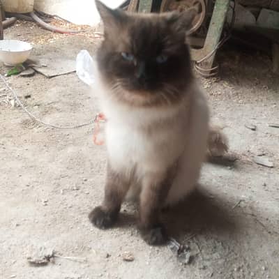 Regdoll cat beautiful healthy storang good looking