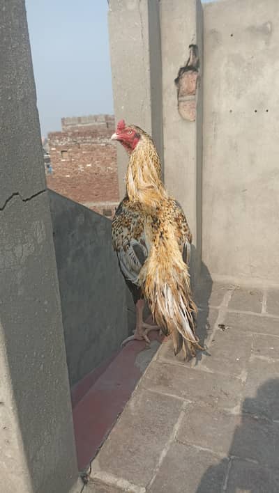 aseel pakistani long height murga ha bilkul fit or healhty active ha