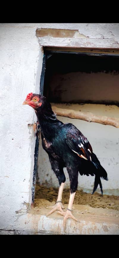 Mianwali AseeL Patha