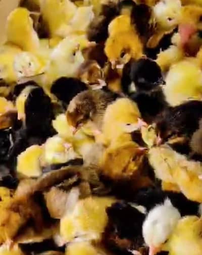 Golde Misri chicks