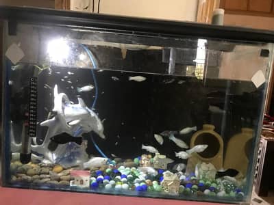 aquarium for sale