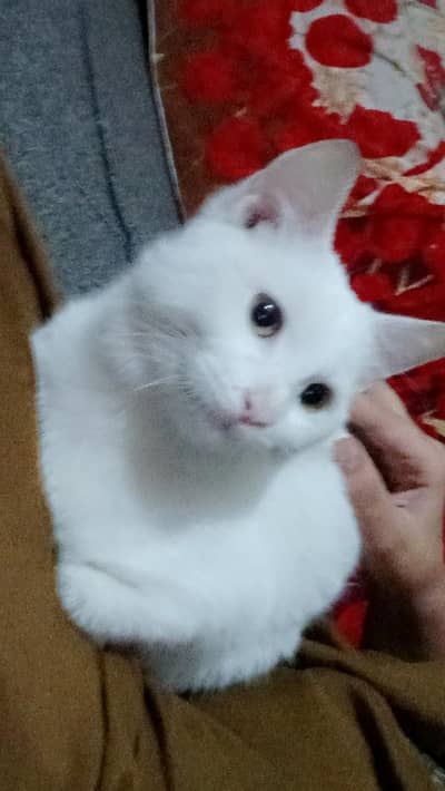 Male cat, triple cauted ,Doll face