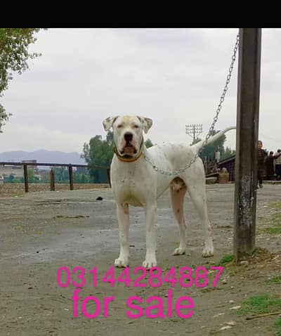 bully dog 15 mahine for sale