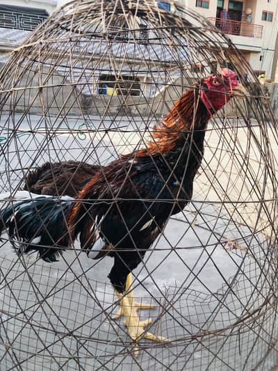 Aseel lasani pear healthy and active