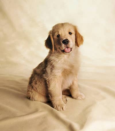 Golden Retriever Puppies | Dog Puppy for sale
