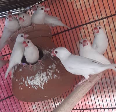 8 pairs white jawa, 2 pairs silver java & 2 pair grey jawa (Breeder)