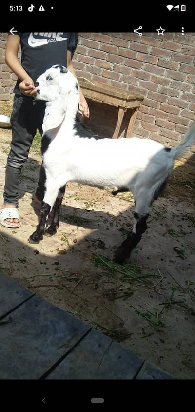 dasi bakra bacha