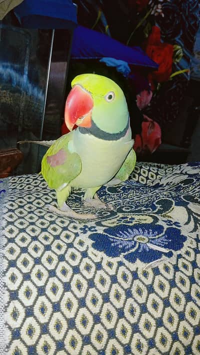 Kashmiri Raw parrot