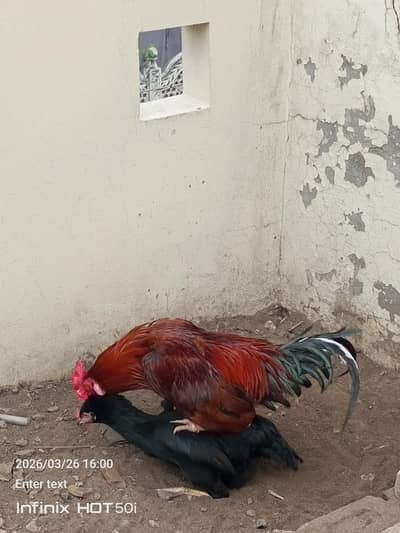 full Active Ma Sha Allah best for 8 to 10 hens