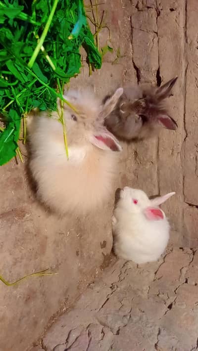 Flemish lion head baby And English Angura female