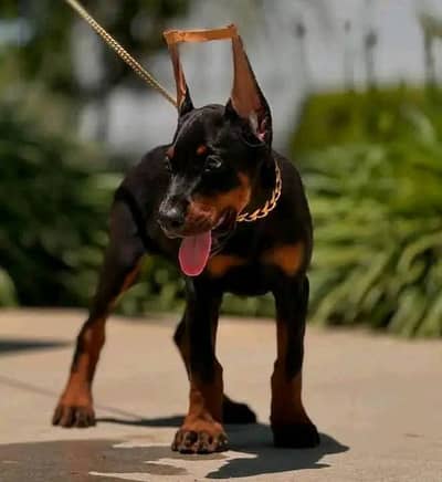 American Doberman Puppies | Dog Puppy For sale