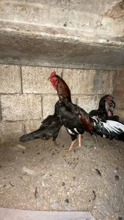 3 murgia hain our 1 murga ha