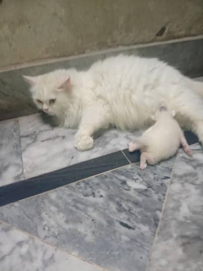 Persian cat oddeyes 3coat