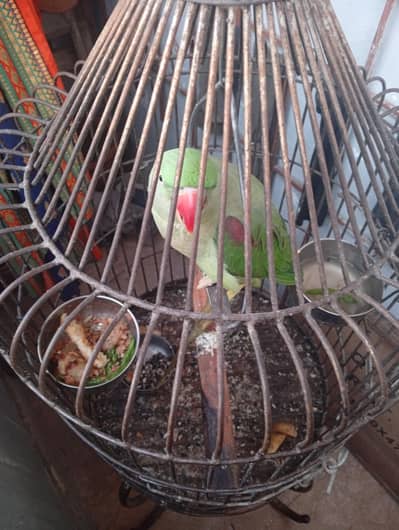 parrot Pahari female ha
