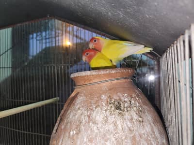 Lutino pair for sale. Breeder and Healthy.