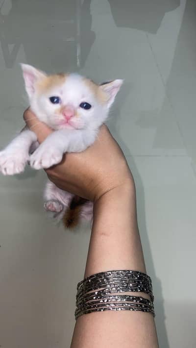 Adorable pure Persian kittens Home raised 7k each
