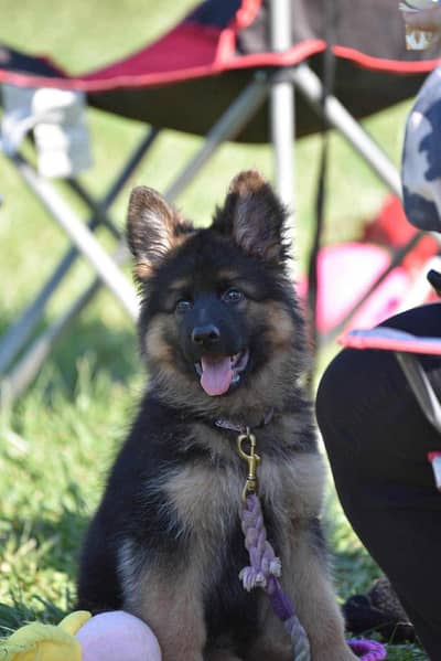 German shepherd | gsd | Puppy | Shepherd Dog | Puppies | Long Coat
