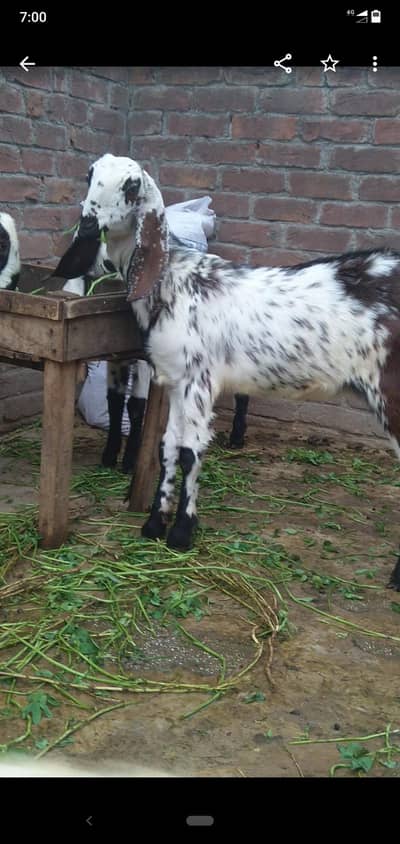 dasi bakri nagri cheeni