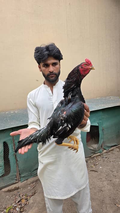 Aseel Top Quality Male