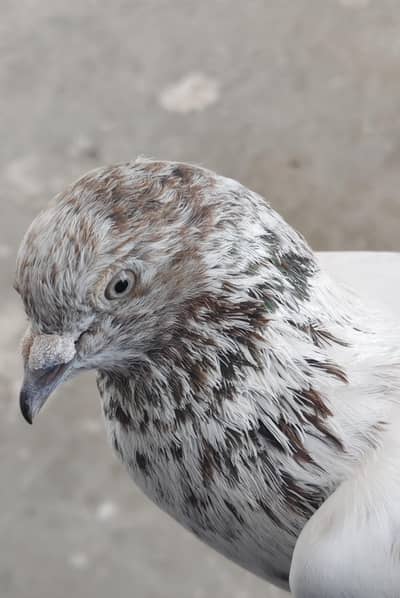 wehsi female lakhaa  male