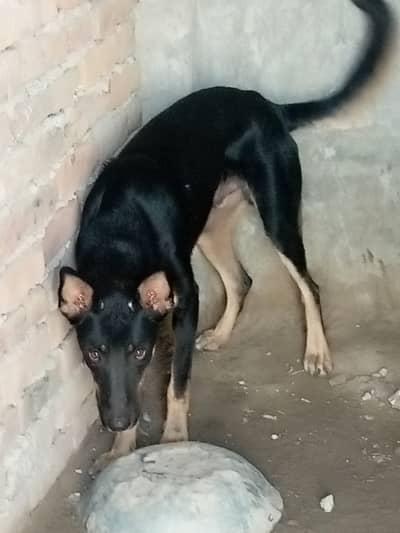 1year old dog for sale vaccinated and friendly