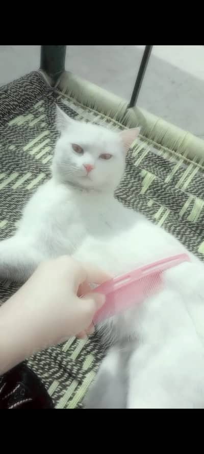 Cats name Casper on sale