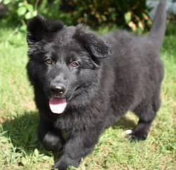 Black shepherd | gsd | Puppy | Shepherd Dog | Puppies | Long Coat
