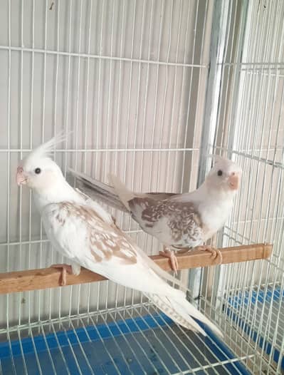 Cinnamon White Face  Cocktail Pair