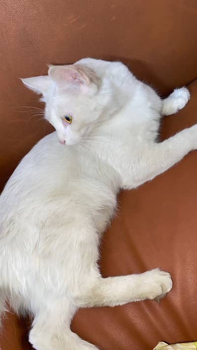 Semi Persian White Female For Sale