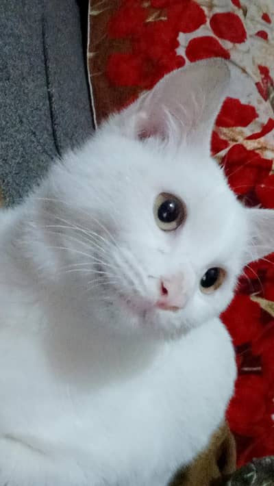 Male cat, triple cauted ,Doll face