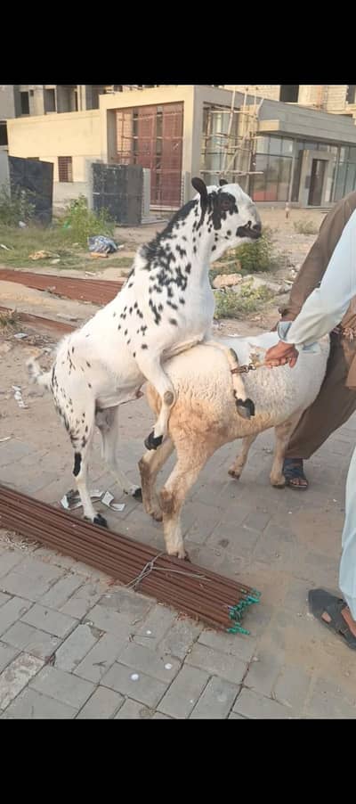 jori 2no Bakra 4 dant dumba khera