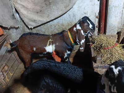 LAL daba amritsai bakra for sal. . . . abi kheera hai 33 34 height hai