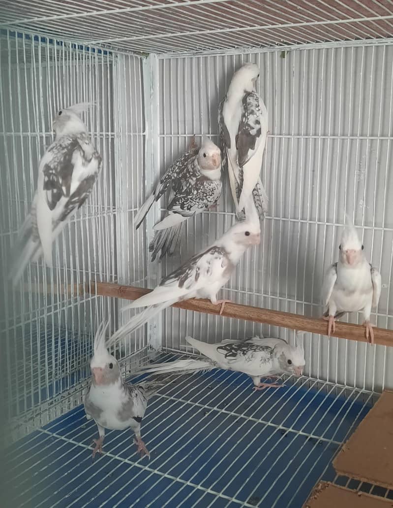 Cocktails - Parrots - 1111408884