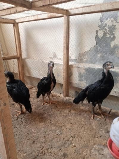 Quality Aseel chicks for sale