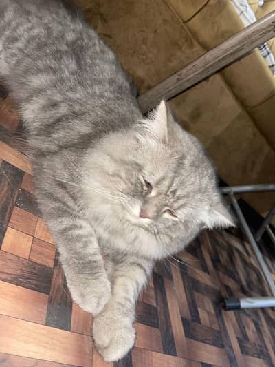 persian grey colour cat for sale