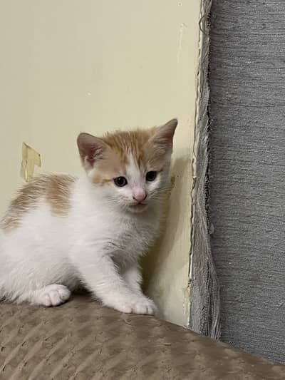 persian or amm cats available