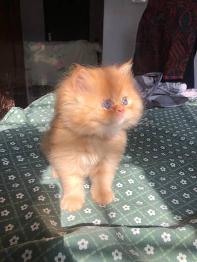 Extreme Punch Face Kittens available for sale