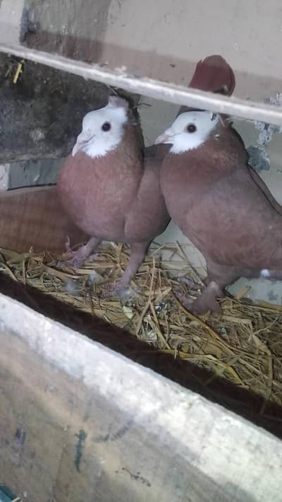 Health and active pigeons mukkhi pair