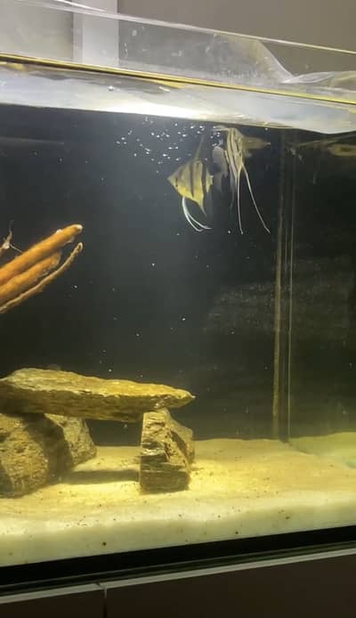 Altum Angel Confirm Breeder Pair for sell