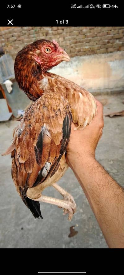 Aseel murgi for sale