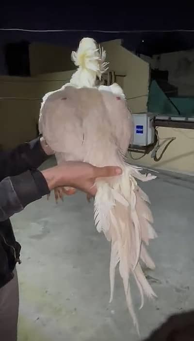 Quality White Shamoo Cross Chicks